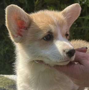 Welsh Corgi puppy for sale
