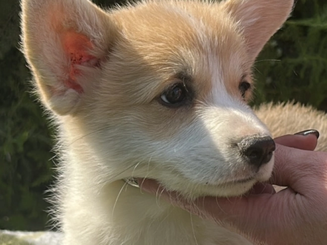 Welsh Corgi Welpe kaufen