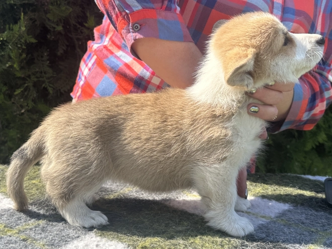 Welsh Corgi Welpe kaufen