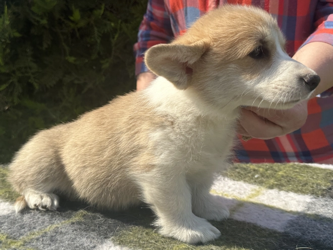 Welsh Corgi Welpe kaufen