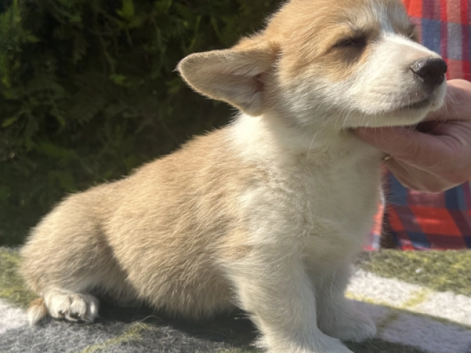 Welsh Corgi Welpe kaufen