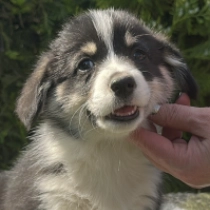 Kateryna – Pembroke, tricolor Welsh Corgi for sale