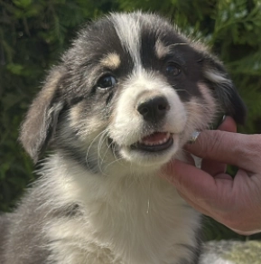 Welsh Corgi Welpe kaufen