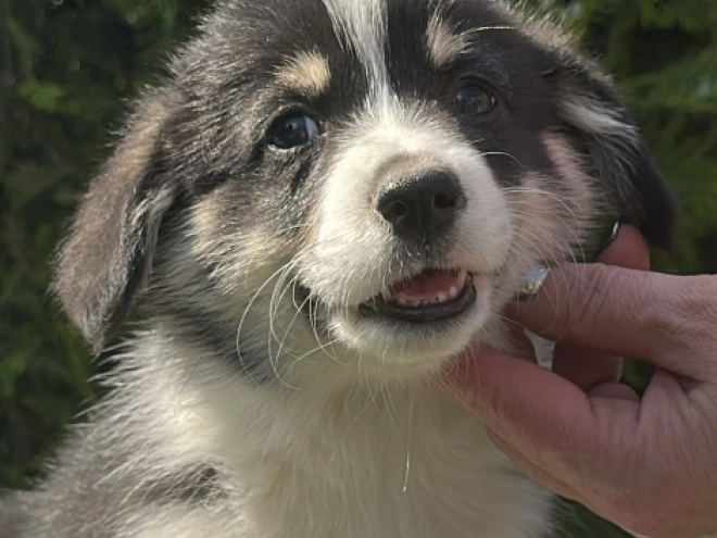 Welsh Corgi Welpe kaufen
