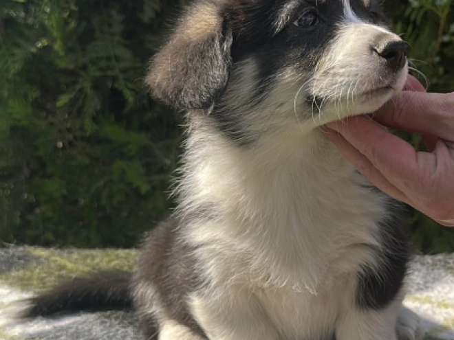 Welsh Corgi Welpe kaufen