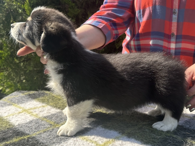 Welsh Corgi Welpe kaufen
