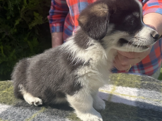 Welsh Corgi Welpe kaufen