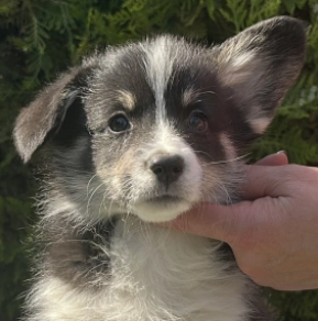 Welsh Corgi puppy for sale