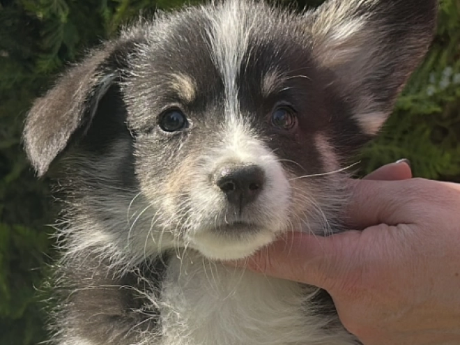 Welsh Corgi Welpe kaufen