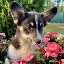 Yurmala – Pembroke, tricolor Welsh Corgi for sale