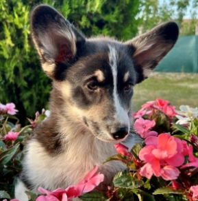 Perros Welsh Corgi en venta