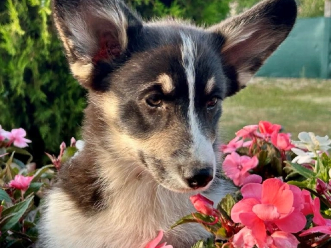 Perros Welsh Corgi en venta