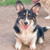 Yurmala – Pembroke, tricolor Welsh Corgi Welpen kaufen