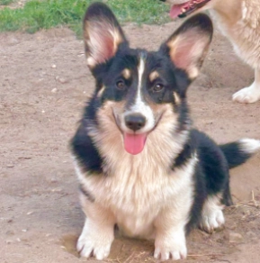 Perros Welsh Corgi en venta