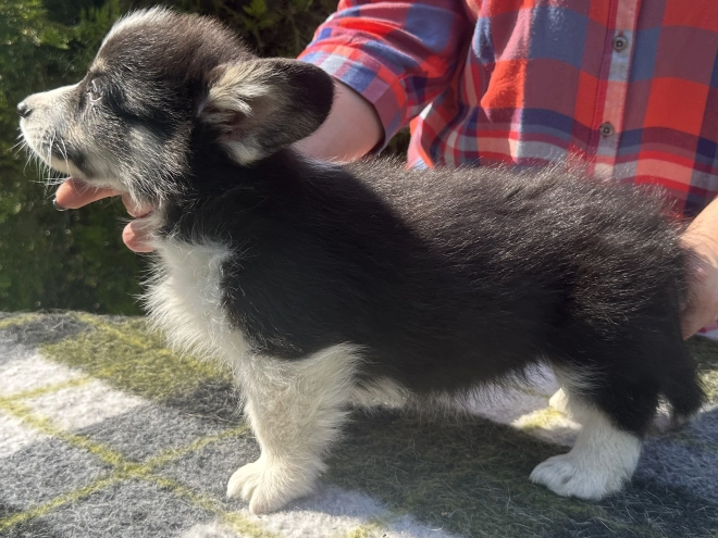 Welsh Corgi Welpe kaufen
