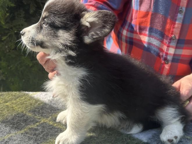 Welsh Corgi Welpe kaufen