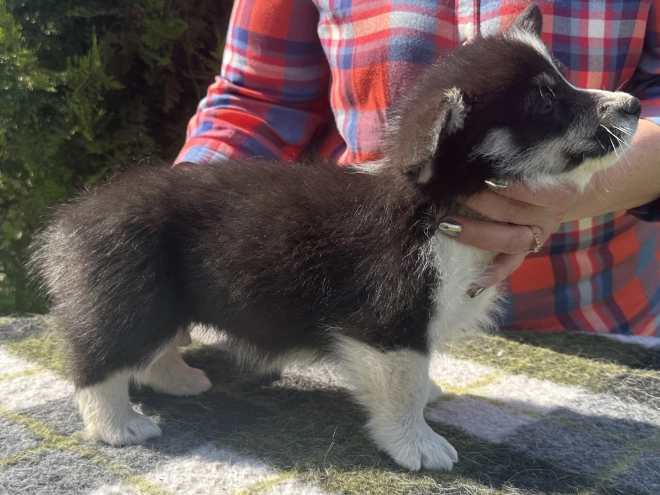 Welsh Corgi Welpe kaufen