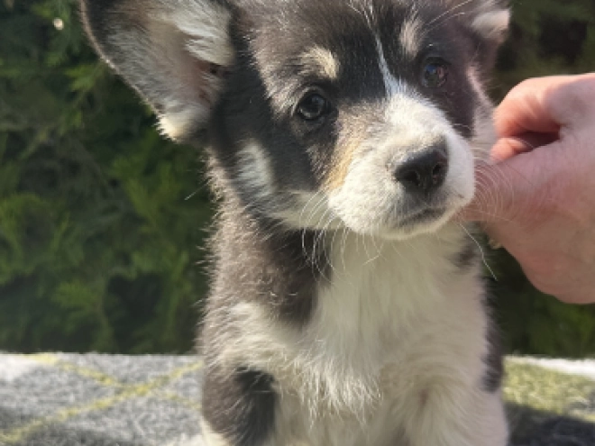 Welsh Corgi Welpe kaufen