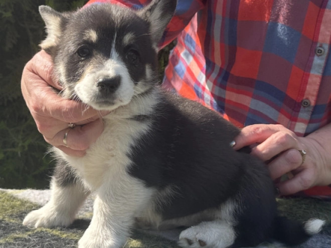 Welsh Corgi Welpe kaufen