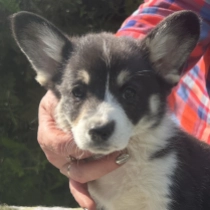 Gift – Pembroke, tricolor Welsh Corgi for sale