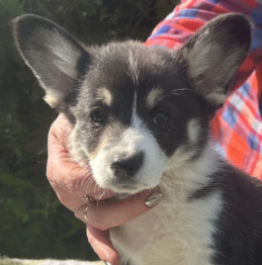 Welsh Corgi puppy for sale