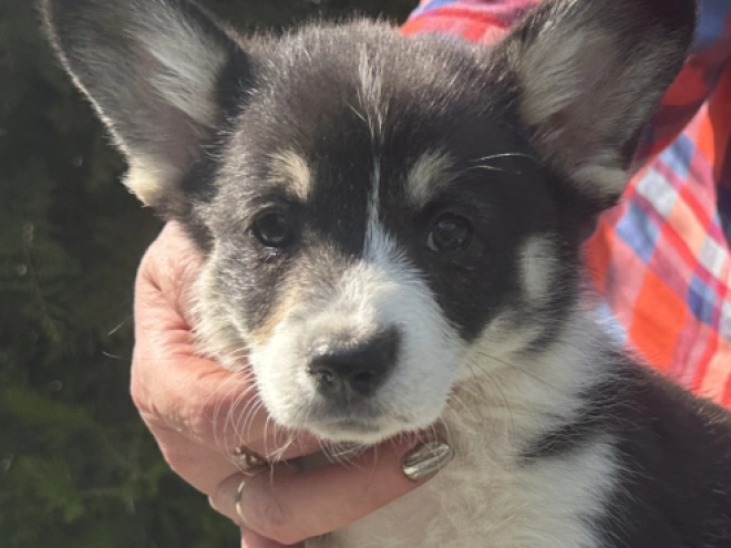 Welsh Corgi Welpe kaufen