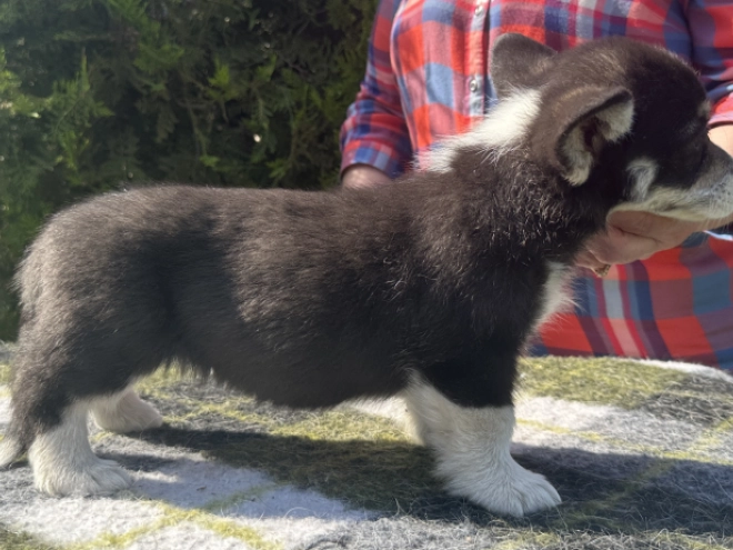 Welsh Corgi Welpe kaufen