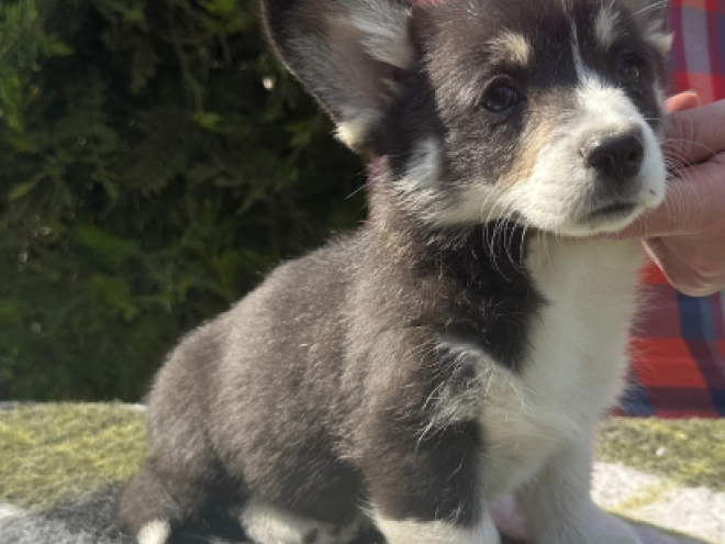 Welsh Corgi Welpe kaufen