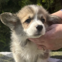 Cassel – Pembroke, sable Welsh Corgi for sale