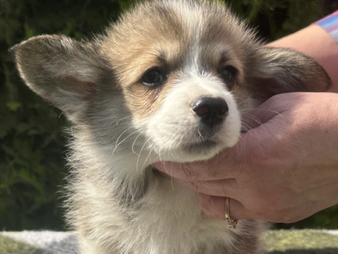 Welsh Corgi Welpe kaufen