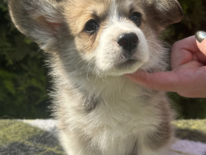 Welsh Corgi Welpe kaufen