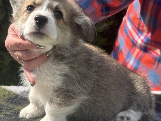 Welsh Corgi Welpe kaufen