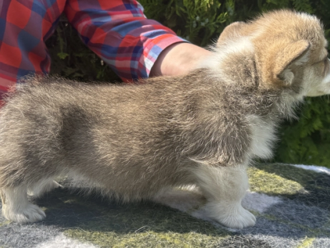 Welsh Corgi Welpe kaufen