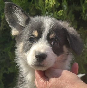Welsh Corgi puppy for sale