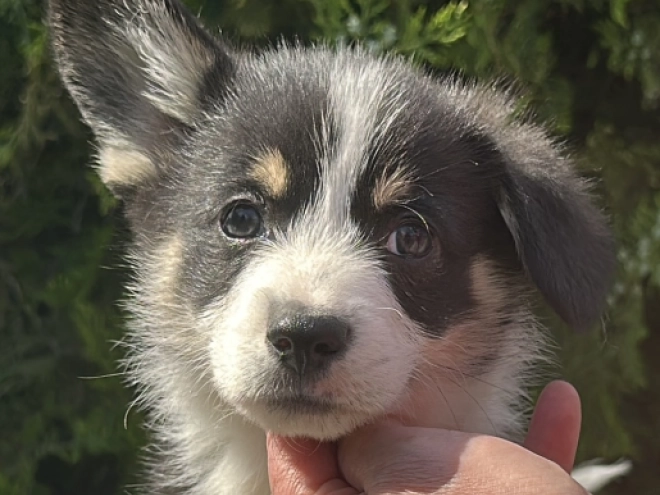 Welsh Corgi Welpe kaufen