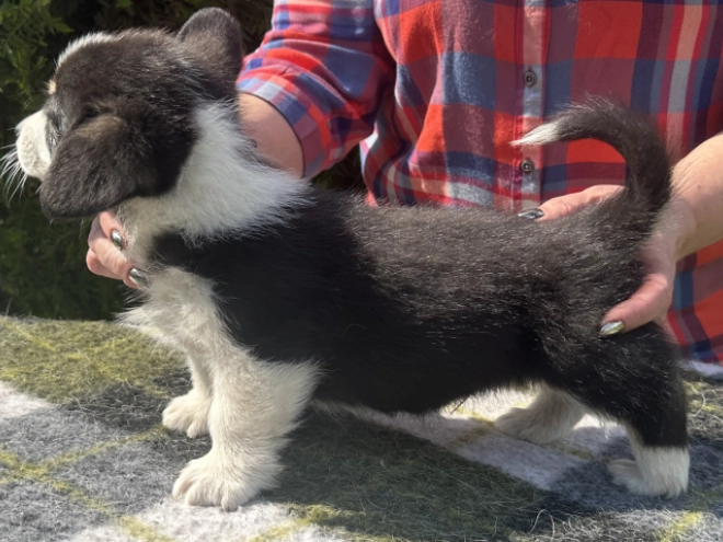Welsh Corgi Welpe kaufen