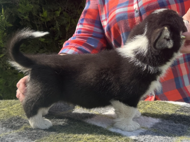 Welsh Corgi Welpe kaufen