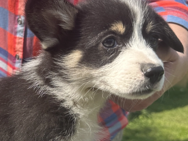 Welsh Corgi Welpe kaufen