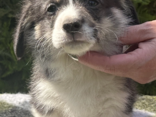 Welsh Corgi Welpe kaufen