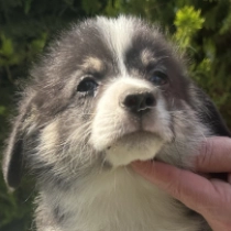 Madeus – Pembroke, tricolor Welsh Corgi for sale
