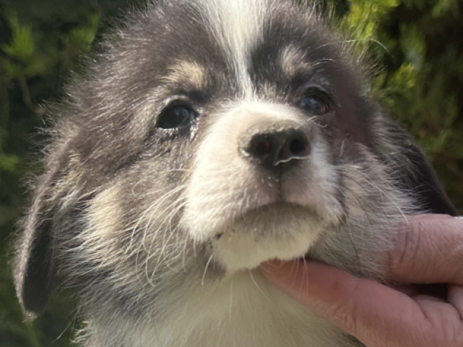 Welsh Corgi Welpe kaufen