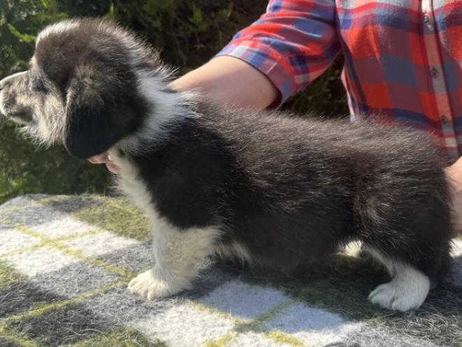 Welsh Corgi Welpe kaufen