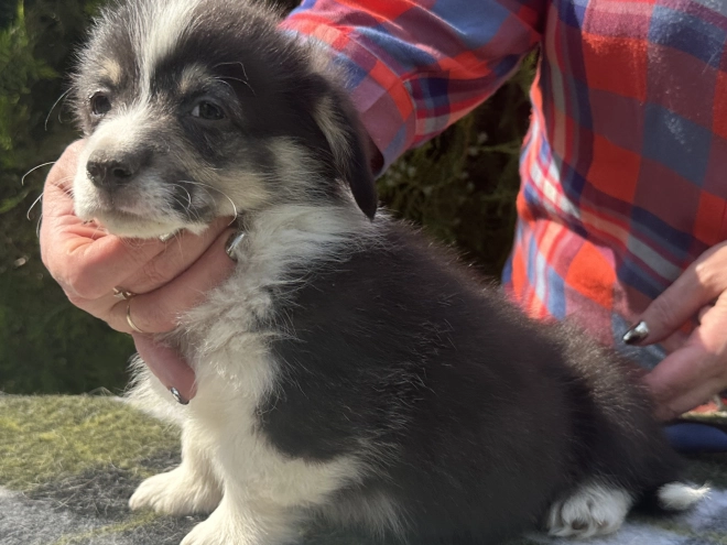 Welsh Corgi Welpe kaufen