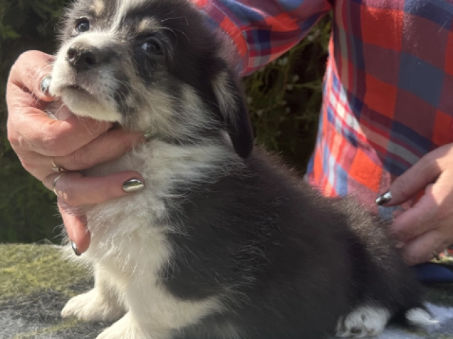 Welsh Corgi Welpe kaufen