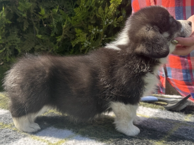 Welsh Corgi Welpe kaufen