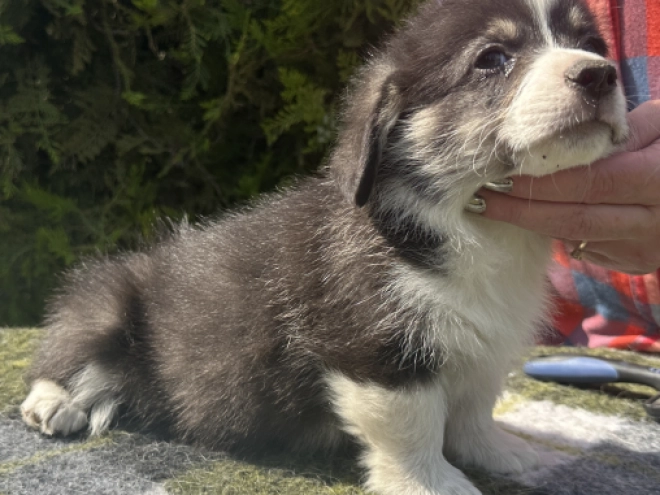 Welsh Corgi Welpe kaufen