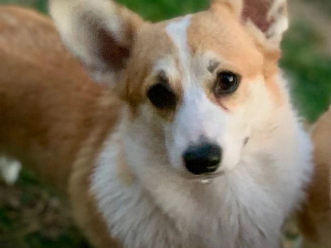 Welsh Corgi Welpe kaufen