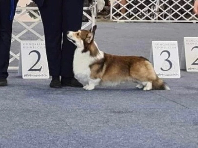 Welsh Corgi Welpe kaufen
