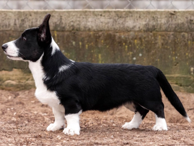 Welsh Corgi Welpe kaufen