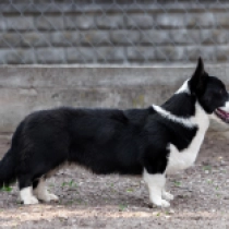 Wind – Cardigan, tricolor Welsh Corgi for sale